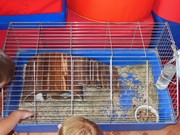 Zvířátkový den ve školce